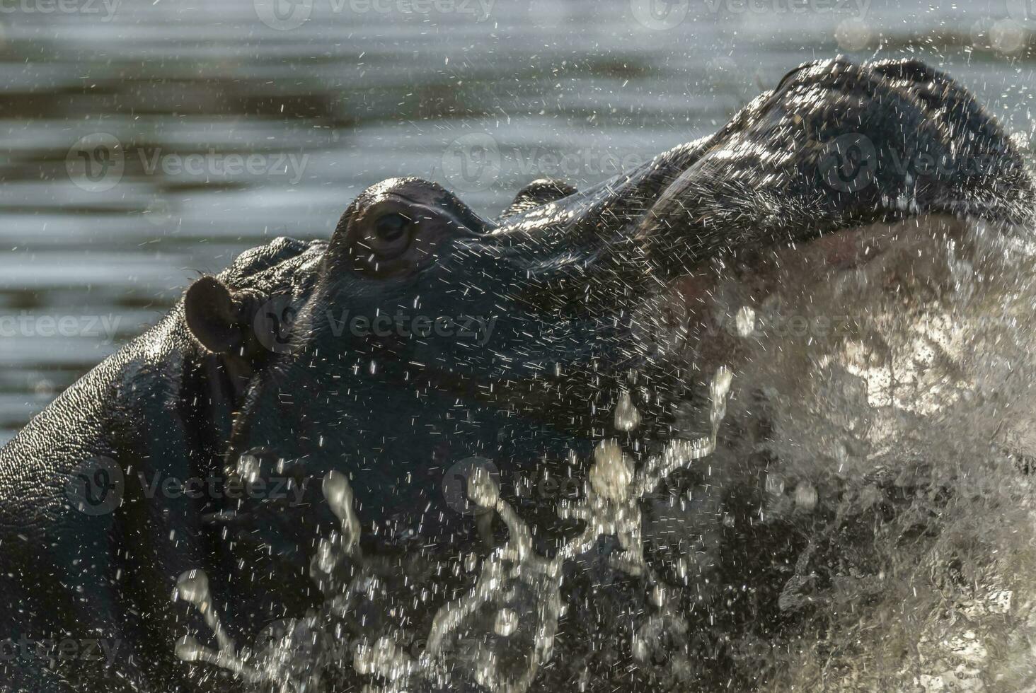 un hipopótamo salpicaduras agua desde sus boca foto