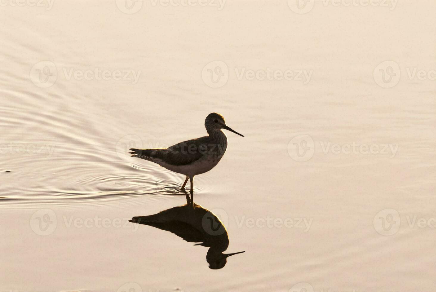 a bird standing in the water with its reflection photo