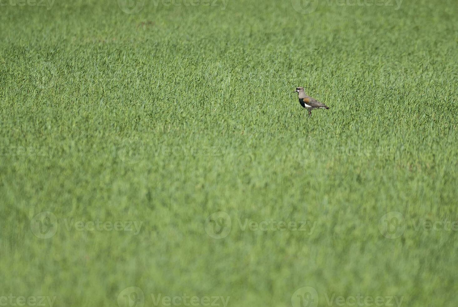 a bird is standing in a field of tall grass photo