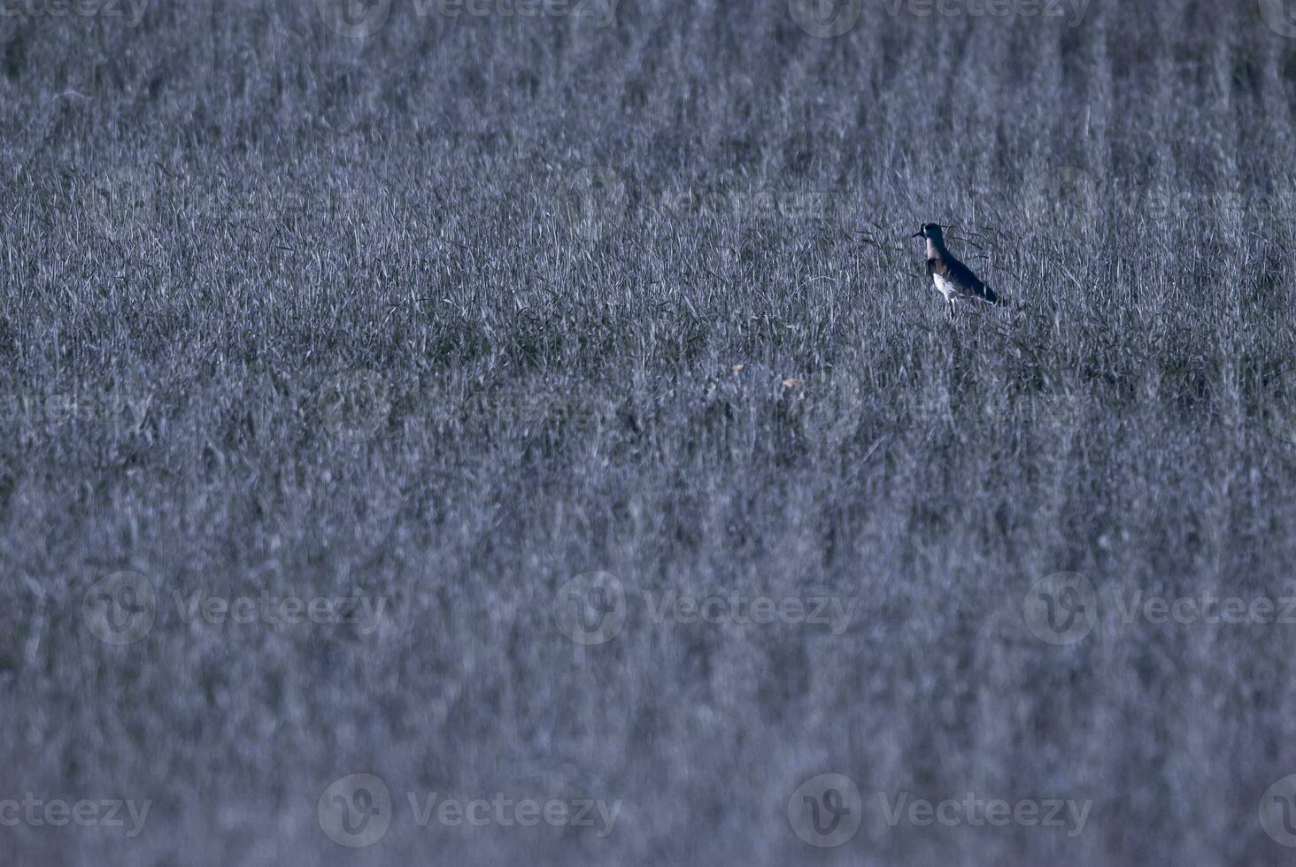 a bird is standing in a field of grass photo