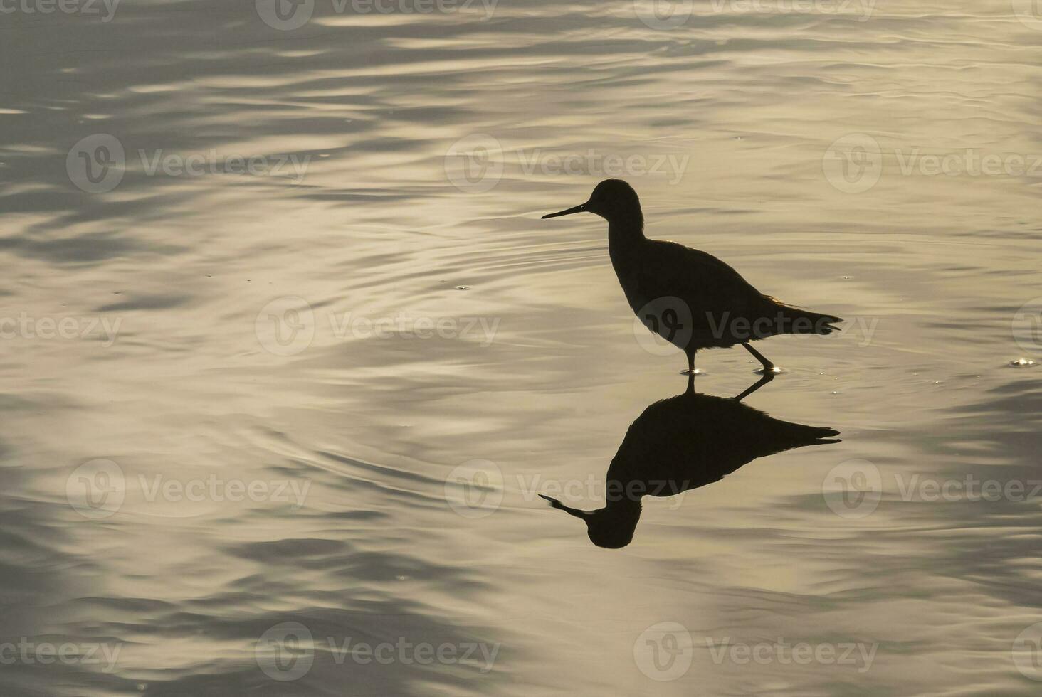 un pájaro en pie en el agua con sus reflexión foto