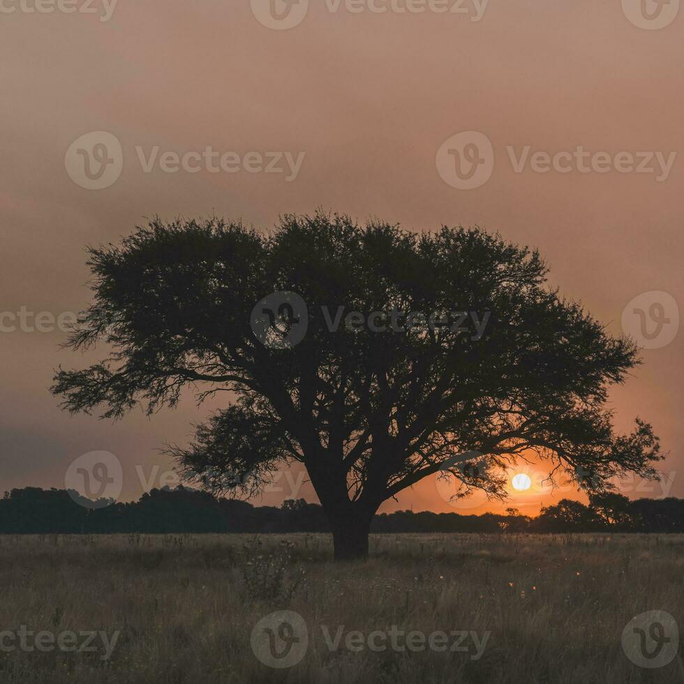 a tree in the middle of a field photo