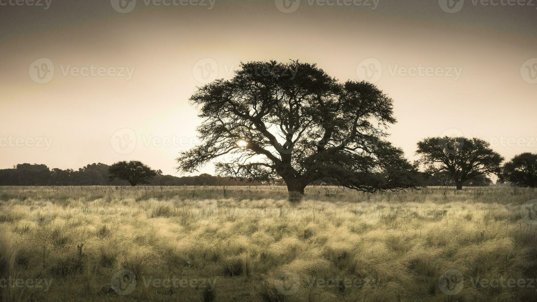 a field with tall grass and trees photo