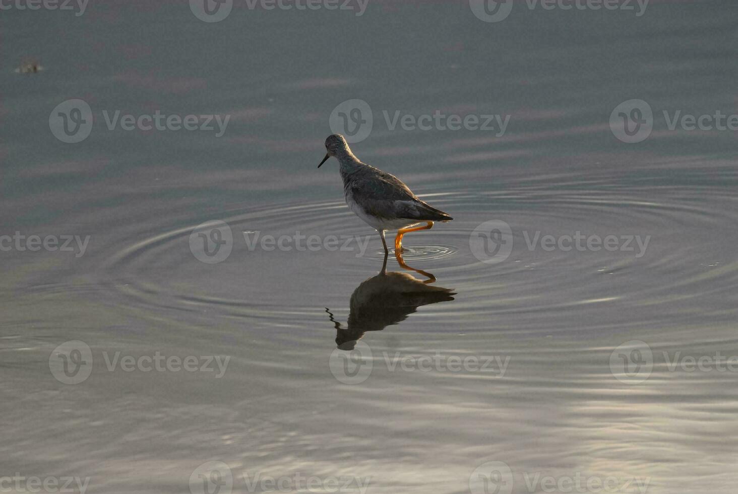 a bird standing in the water with its head down photo