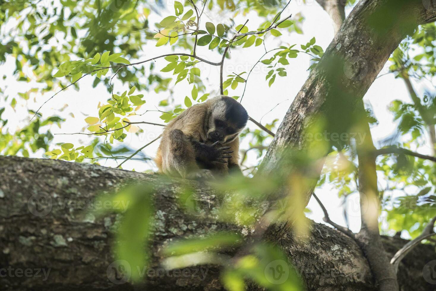 a monkey is standing on a tree branch photo