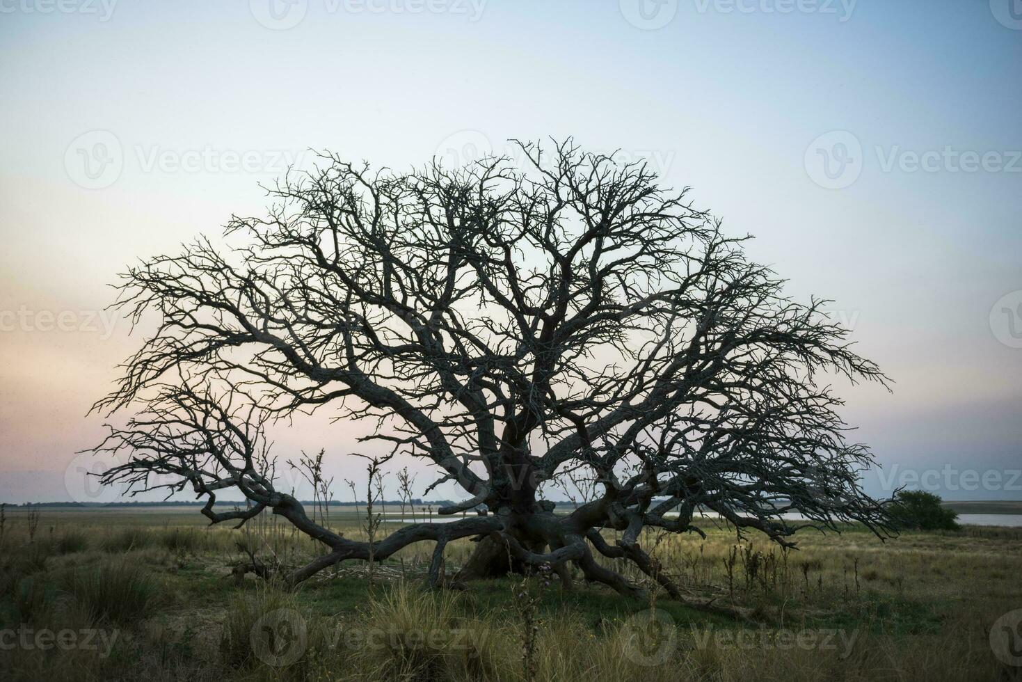 a dead tree in the middle of a field photo