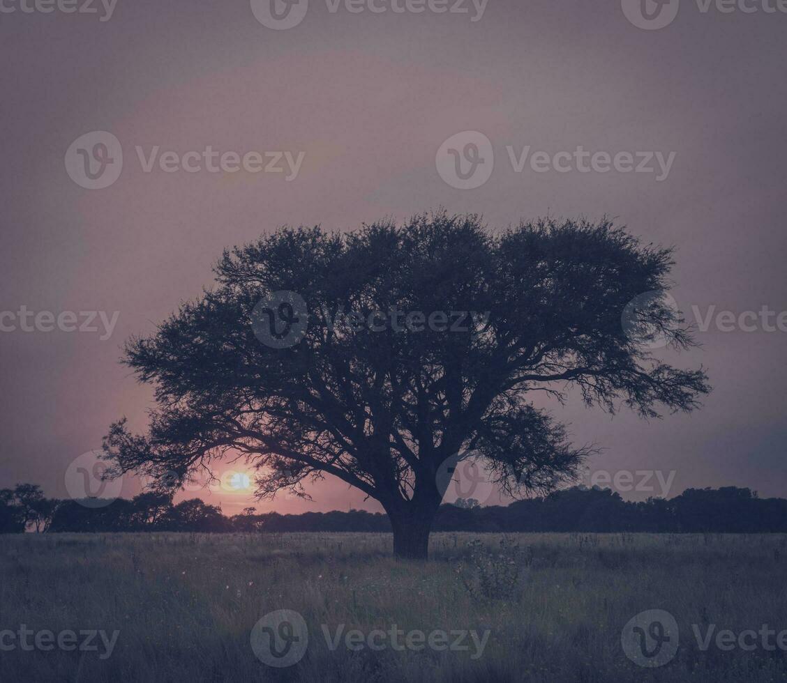 a lone tree in a field at sunset photo