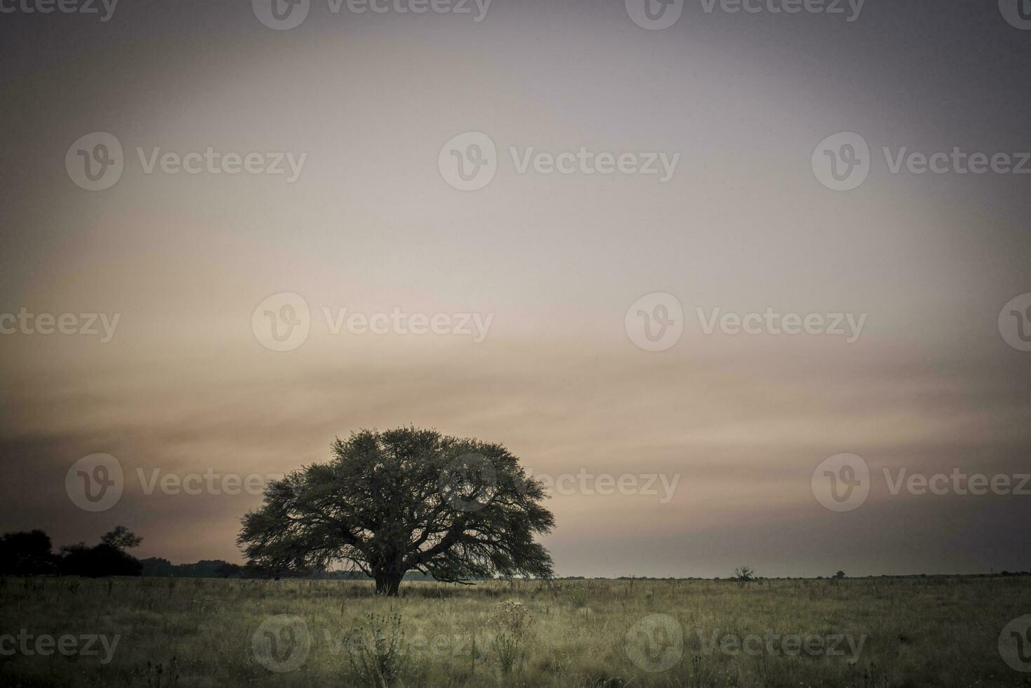 a lone tree in a field at sunset photo
