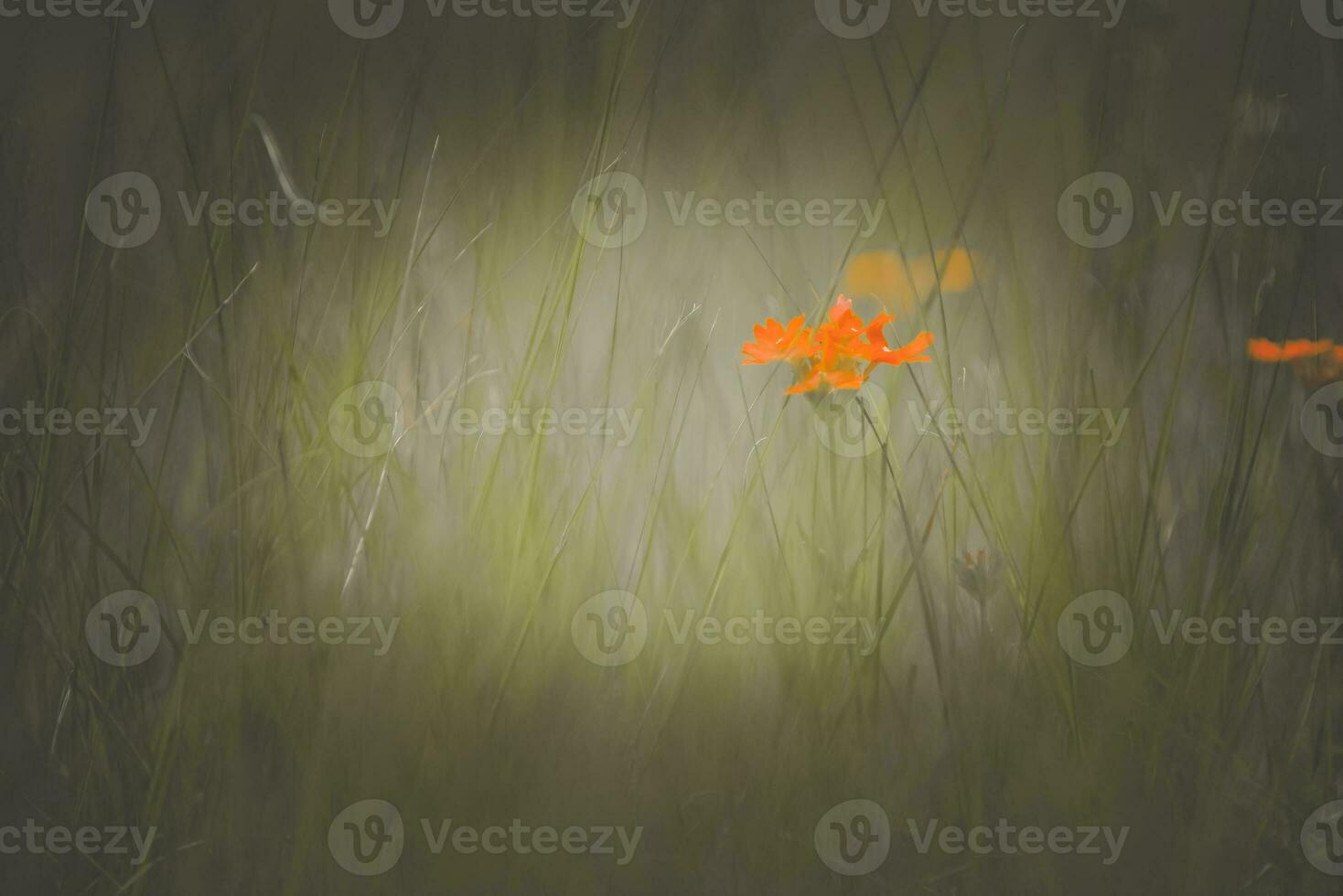 a single orange flower in a field of tall grass photo