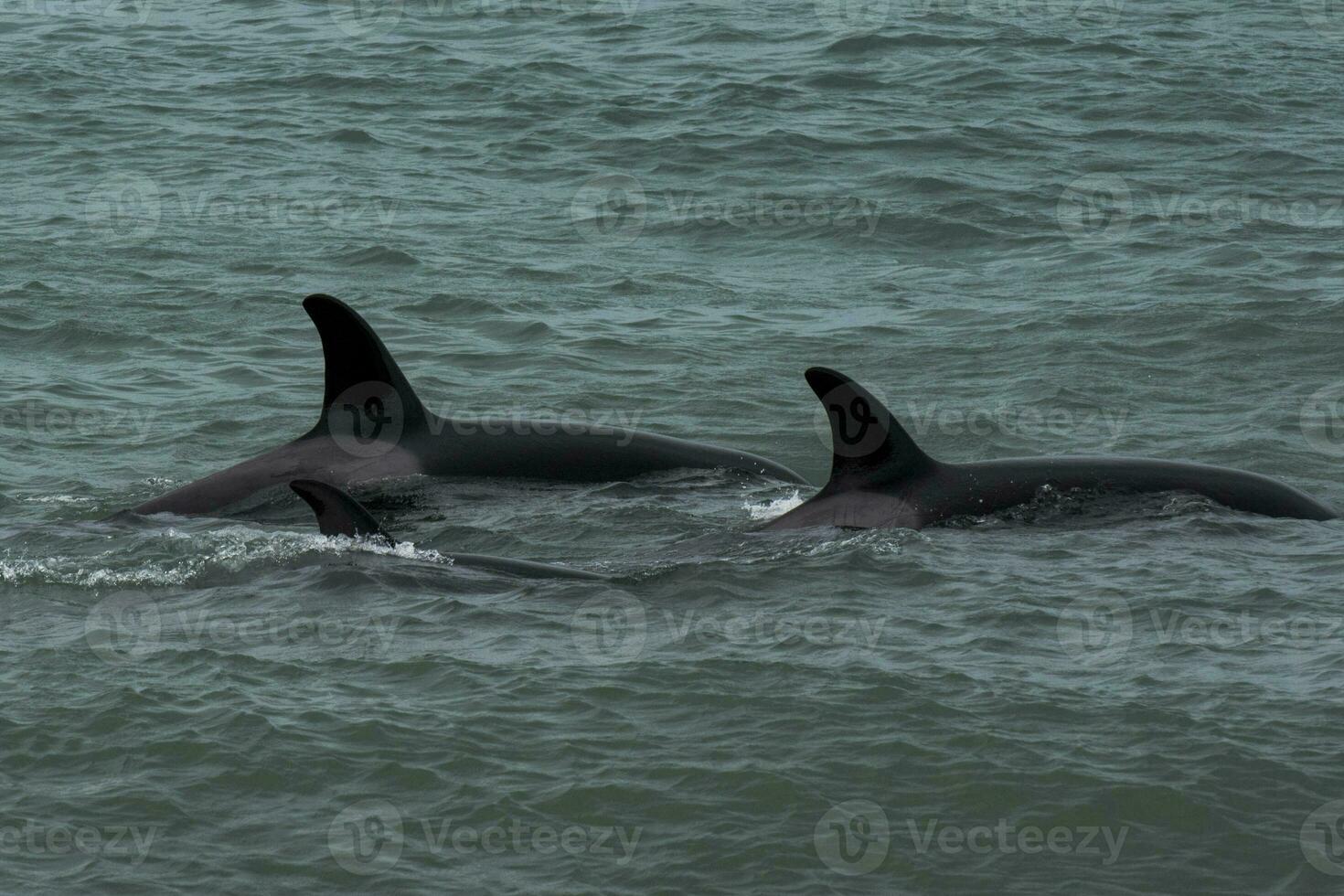 a couple of dolphins swimming in the water photo