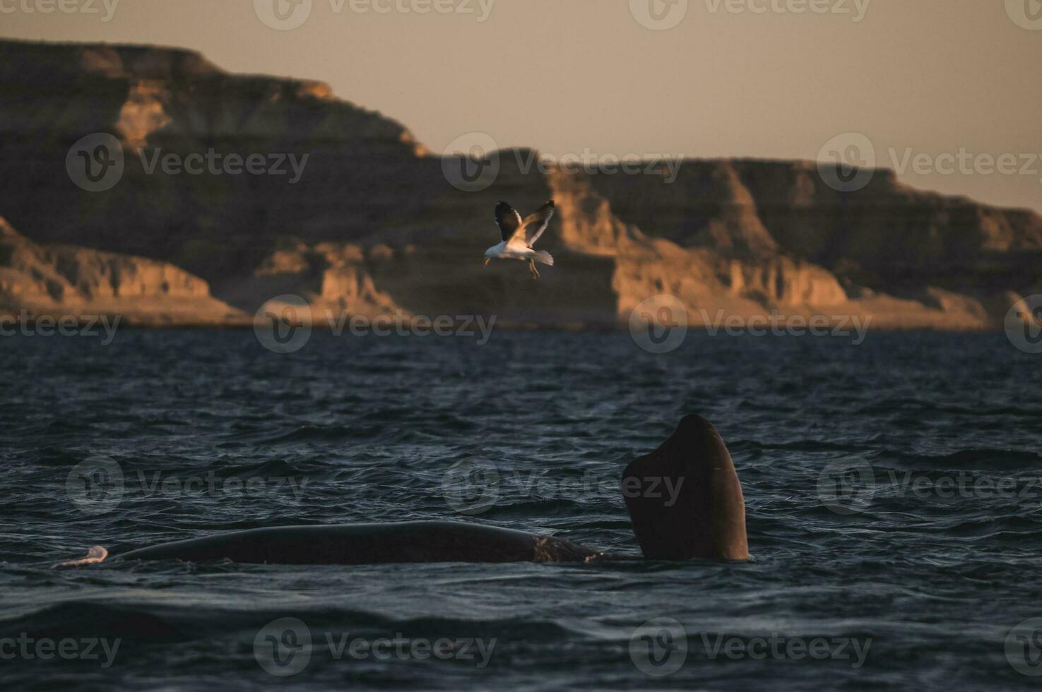 a bird flying over a whale in the ocean photo