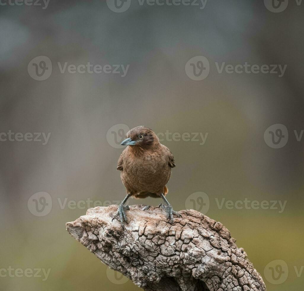 a small brown bird is sitting on a tree branch photo