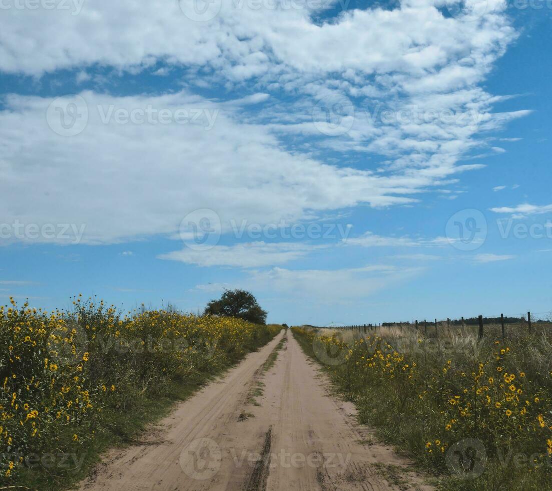 a dirt road with yellow flowers and a blue sky photo