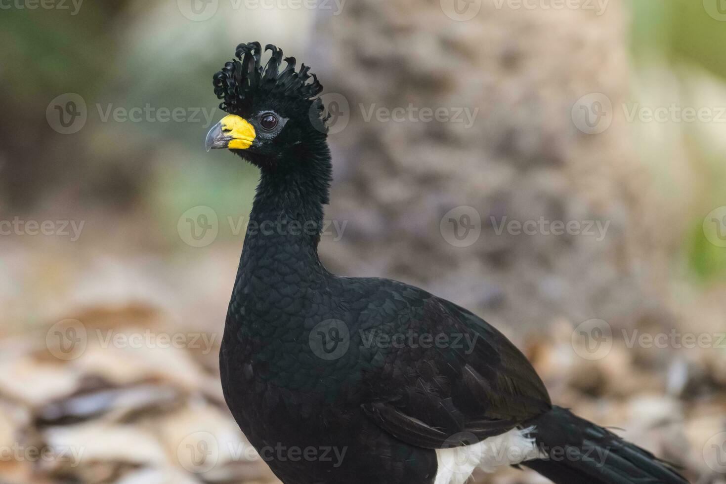 a black bird with yellow beak standing on the ground photo