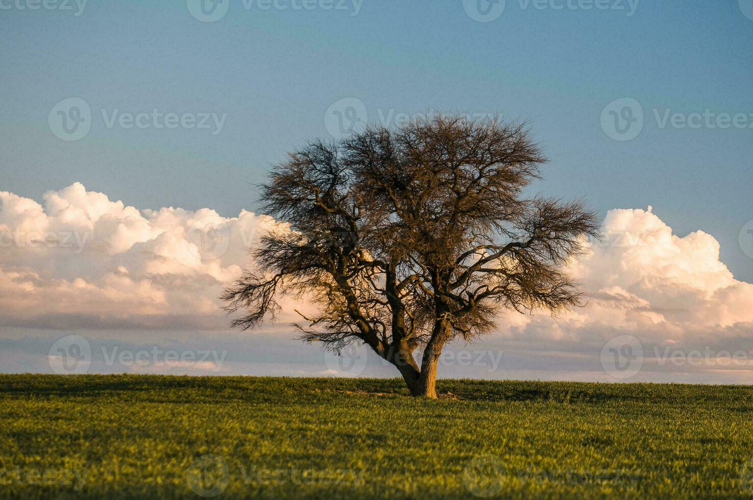 a lone tree in a field with a sky in the background photo