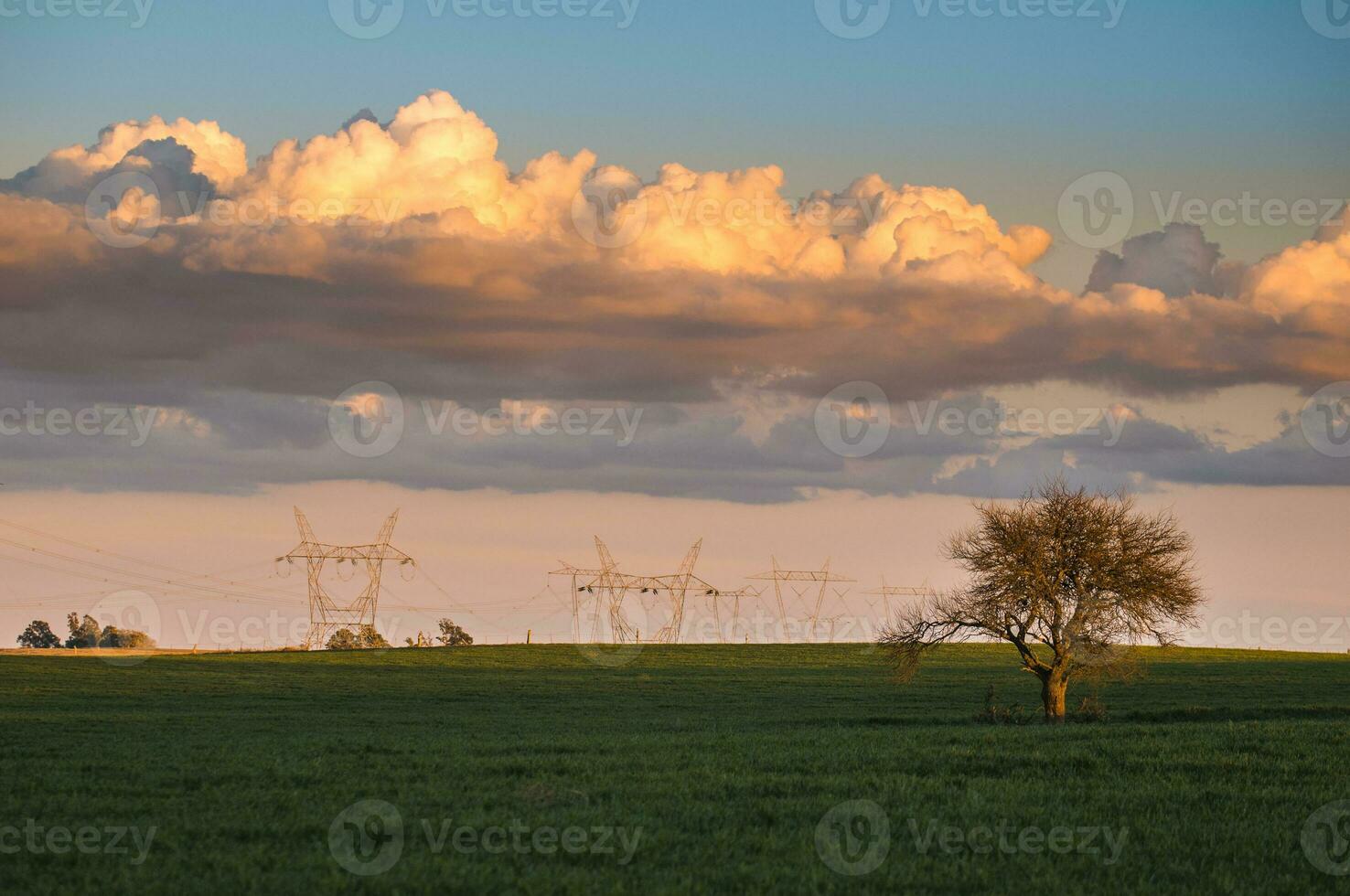 a lone tree in a field with a power line in the background photo