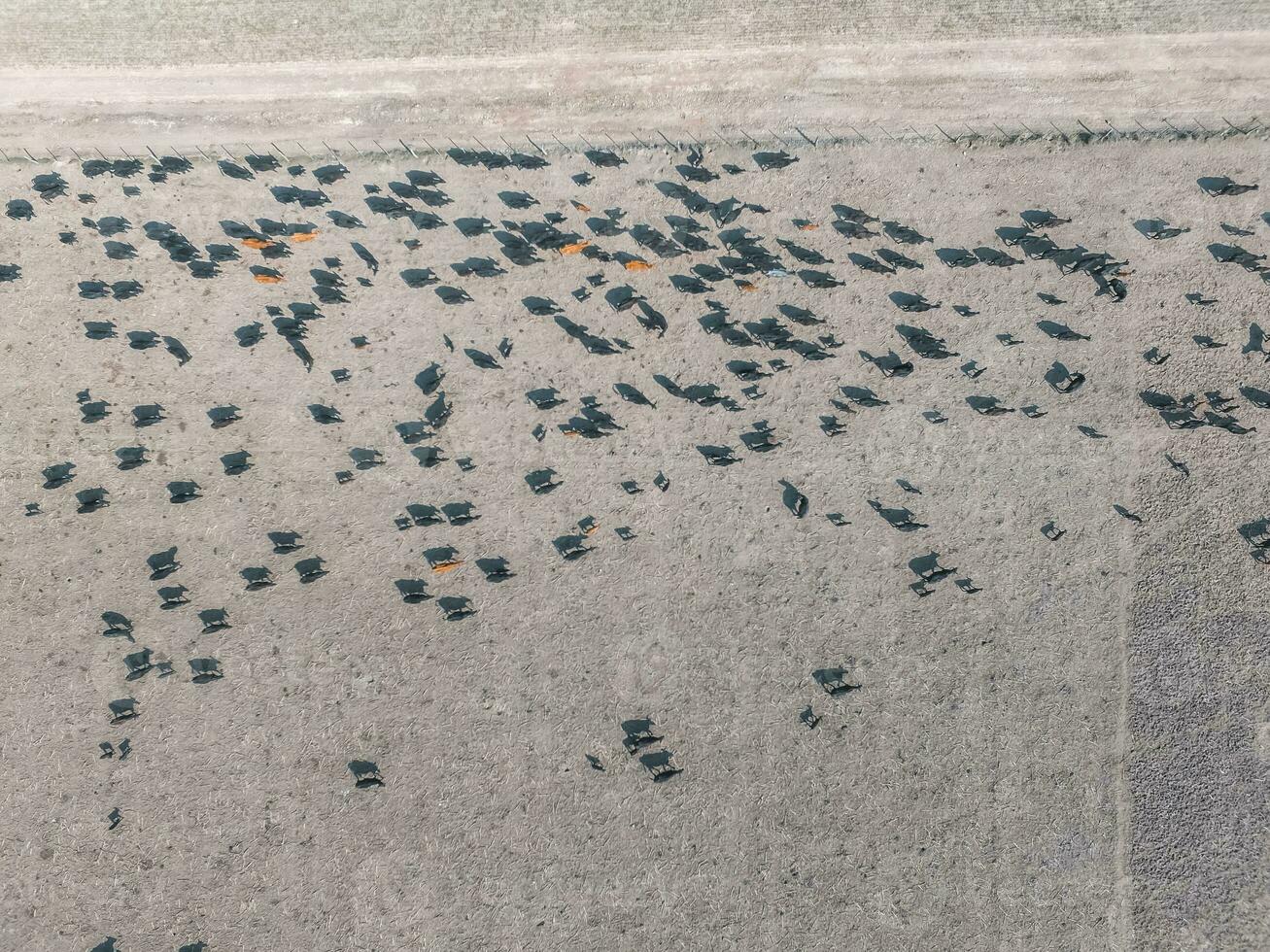 a flock of birds on a beach photo