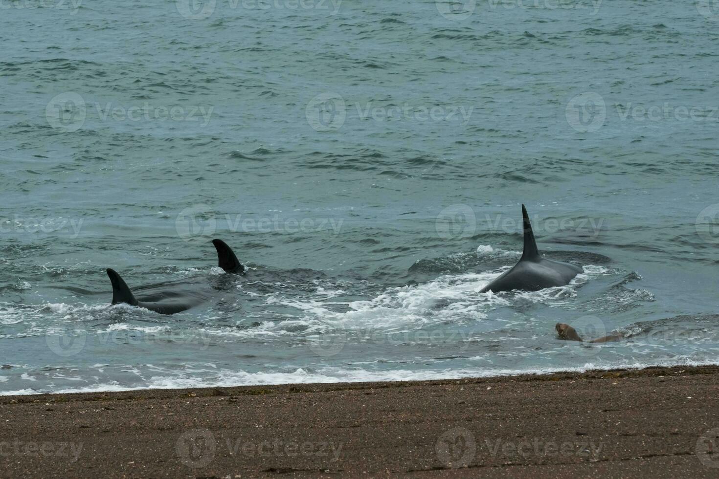 Orcas in the shore photo