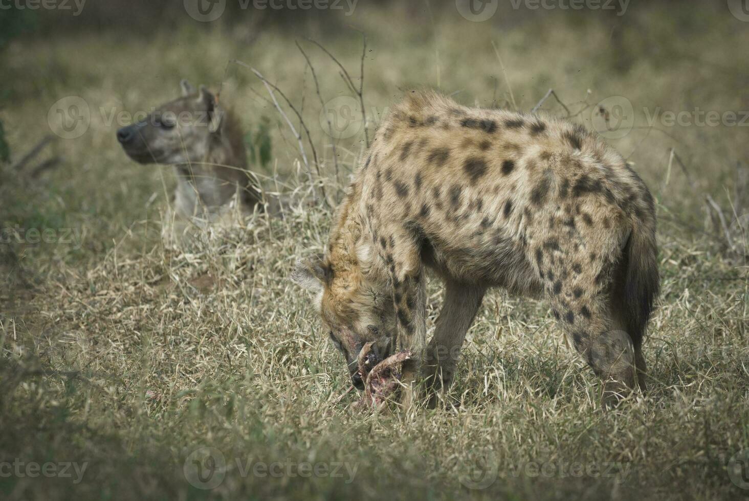 Hyaena eating an animal photo