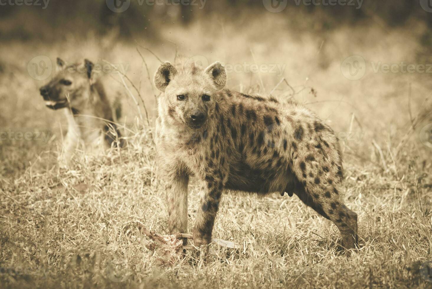 two hyenas standing in the grass photo