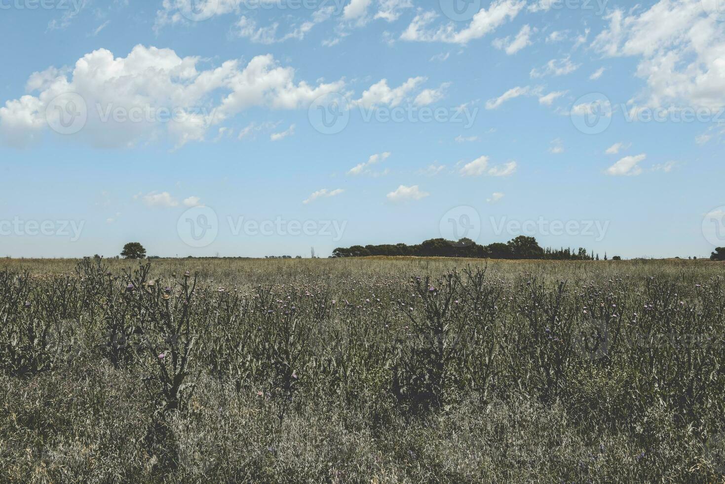 Scenic pasture view photo