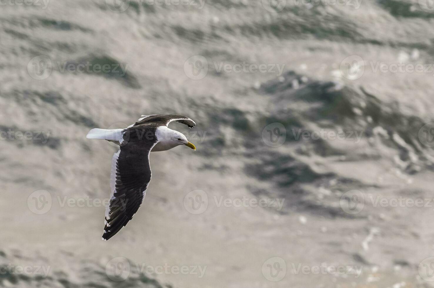 Solo seagull flying photo