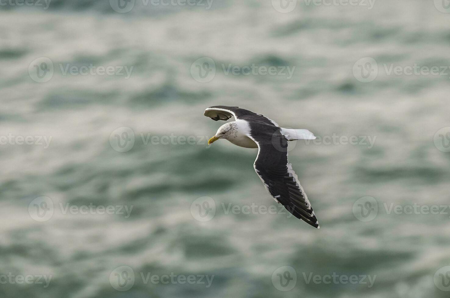 Solo seagull flying photo