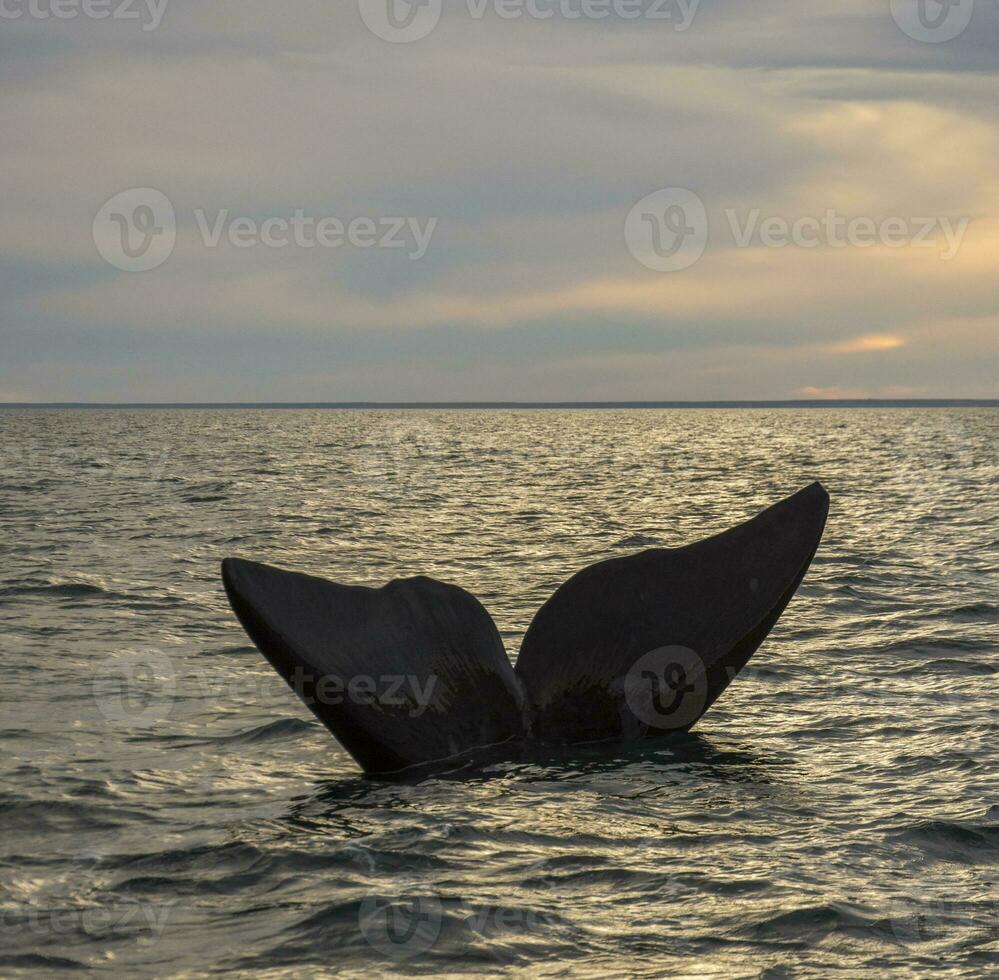 grande ballena en el agua foto