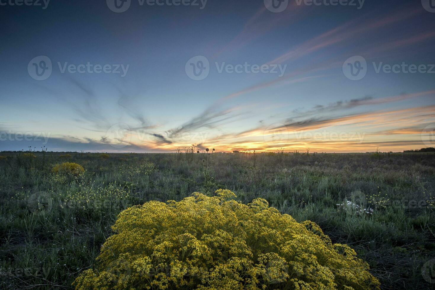 Argentinian vegetation Pampas view photo
