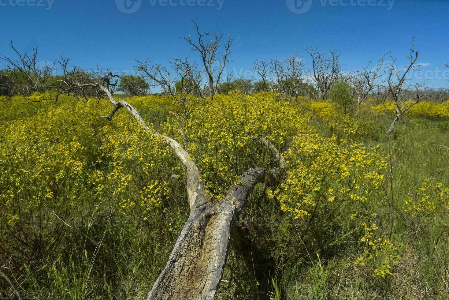 Argentinian vegetation Pampas view photo