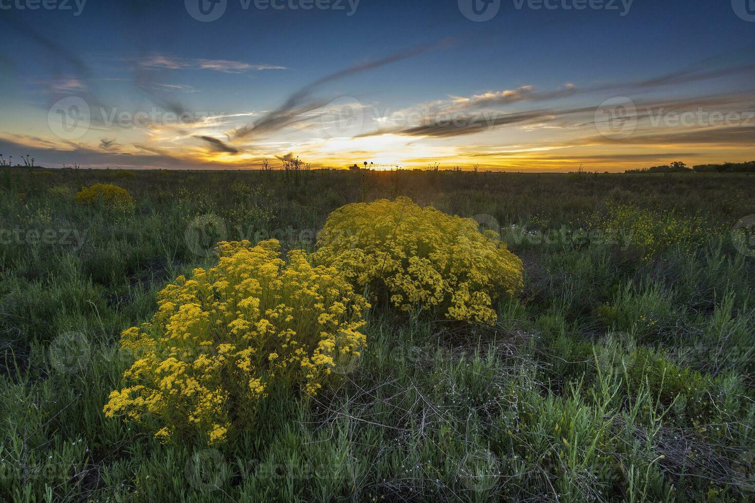 Argentinian vegetation Pampas view photo