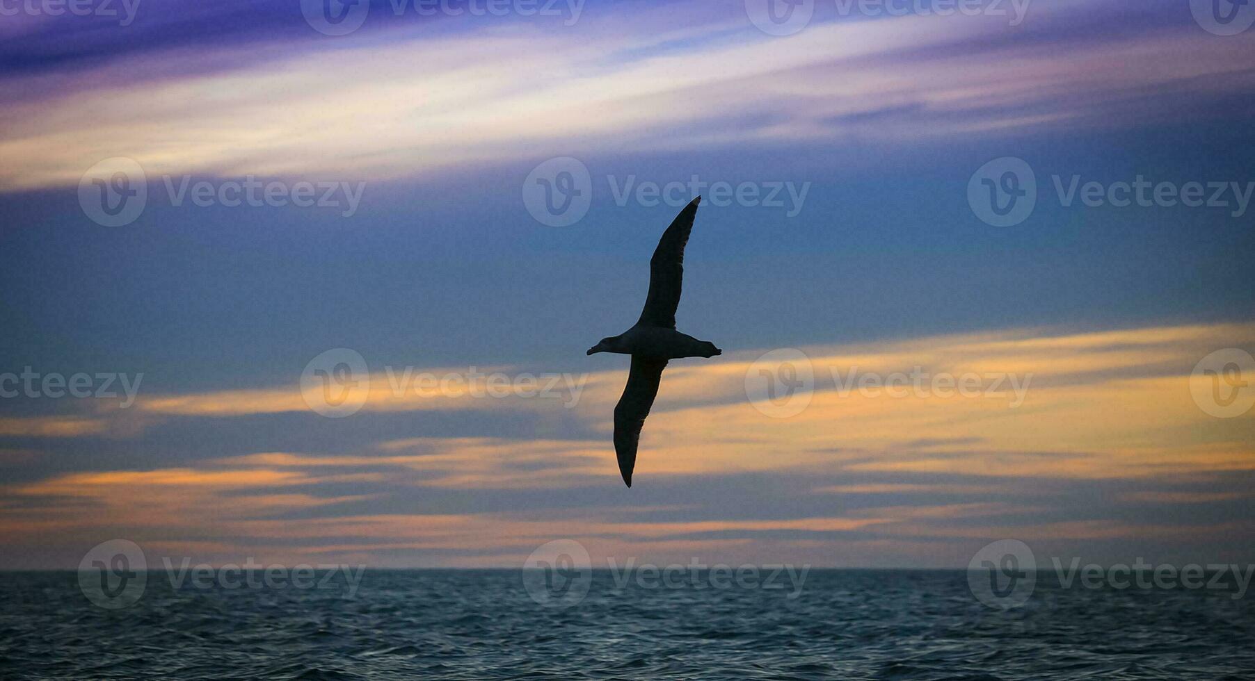 Argentinian macronectes giganteus bird photo