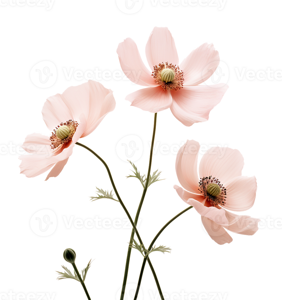 Cute pink flowers isolated png