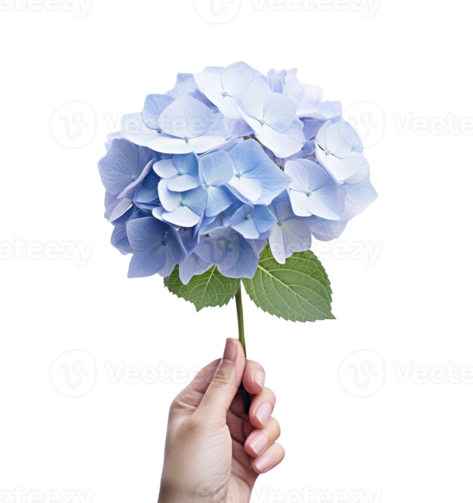 Hand holding a blue hydrangea flower png