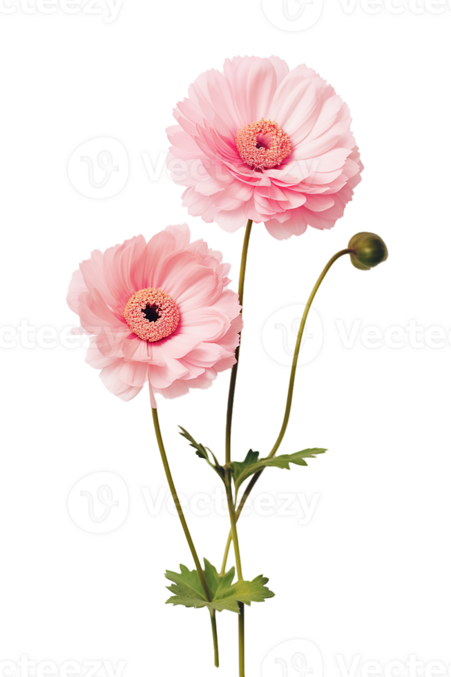 Cute pink flowers isolated png