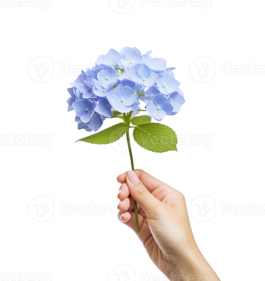 Hand holding a blue hydrangea flower png