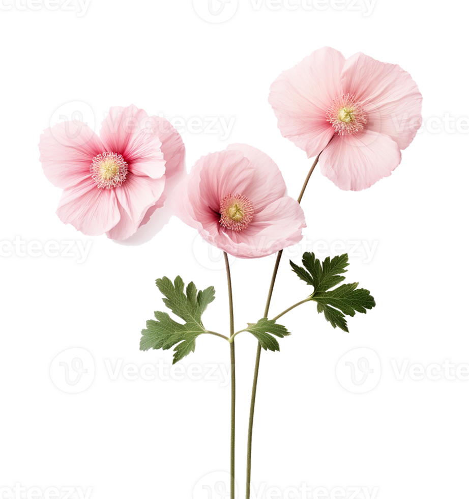 süß Rosa Blumen isoliert png