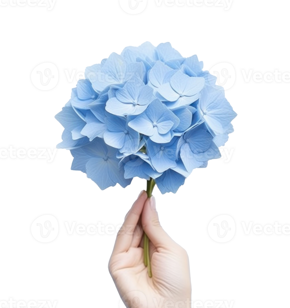 Hand holding a blue hydrangea flower png