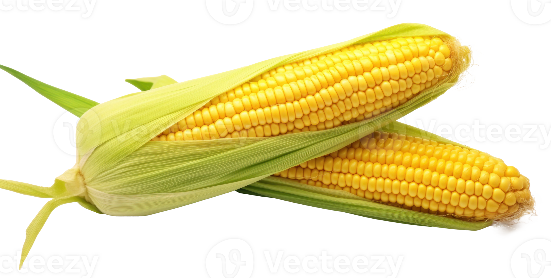Corn with leaves and earns isolated png