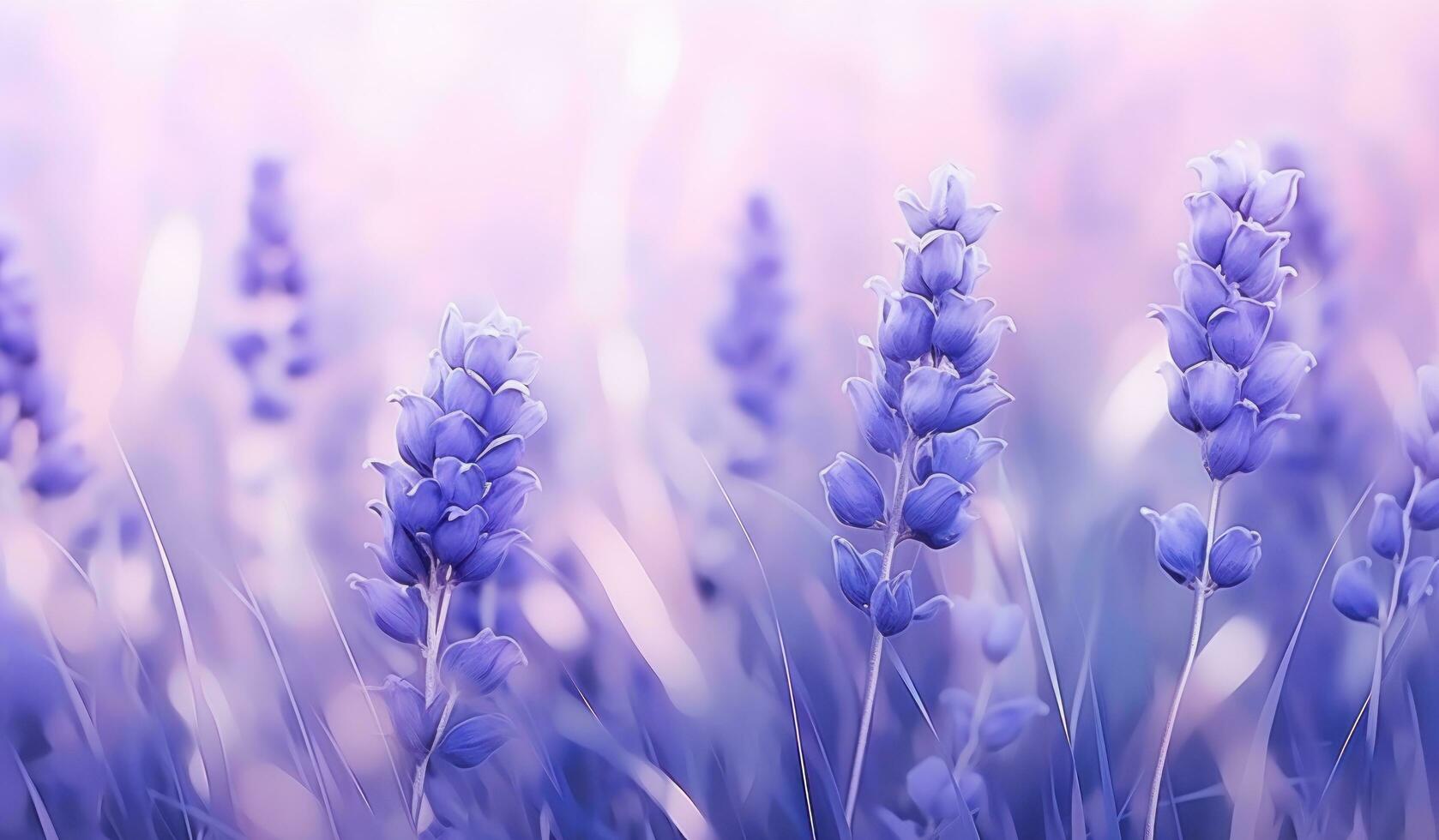 Lavender flowers natural background photo