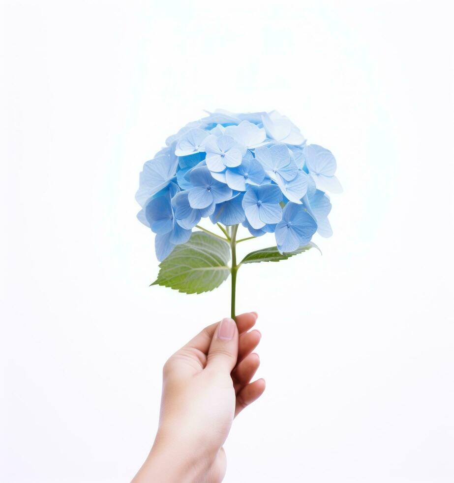 Hand holding a blue hydrangea flower photo
