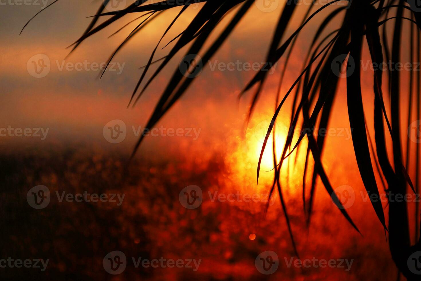 Silhouette of palm leaf in sunset light. Blurred bokeh background of wet window glass and shape of sun. Dark abstract backdrop with copy space for summer vacation, holidays, travel, tourism. photo