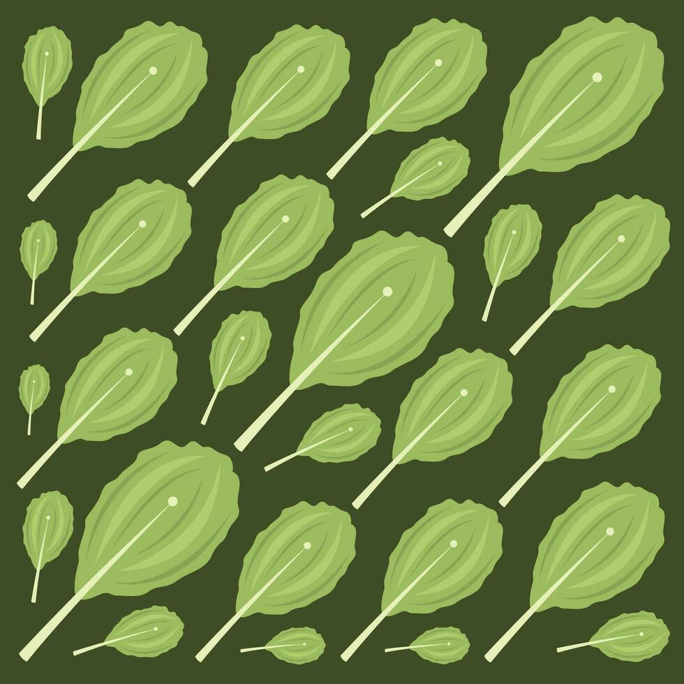 Mustard greens plant vector illustration for graphic design and decorative element