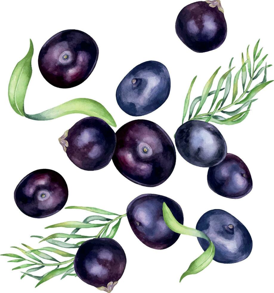 levitación de acai bayas y palma hojas acuarela ilustración aislado en blanco antecedentes. exótico Amazonas pequeño púrpura bayas, tropical Fruta mano dibujado. diseño elemento para embalaje, etiqueta vector