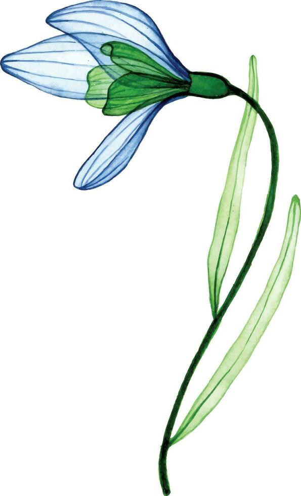 watercolor drawing,  transparent flower snowdrop. blue spring flowers, tenderness cleanly vector