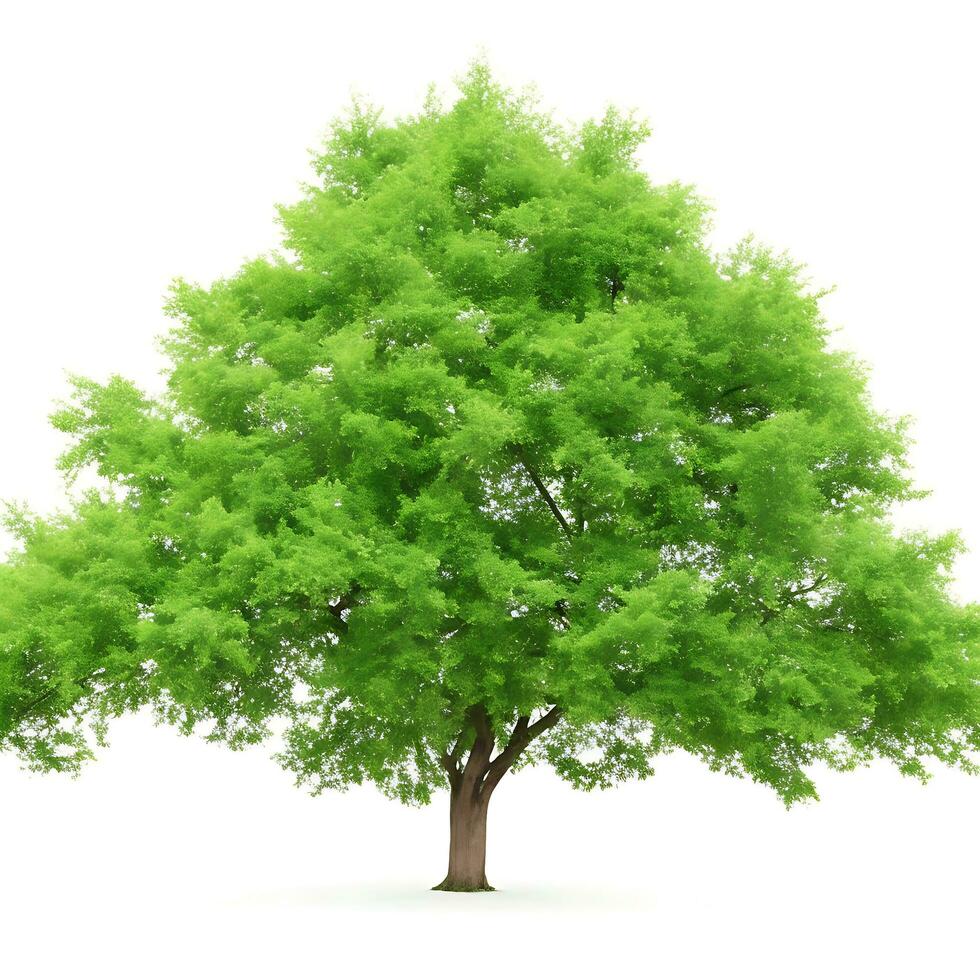 Free isolated tree on white background. ai generations photo