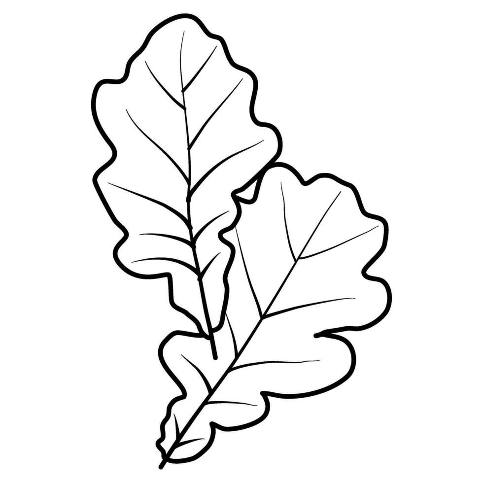 fall leaves acorn autumn line art illustration vector