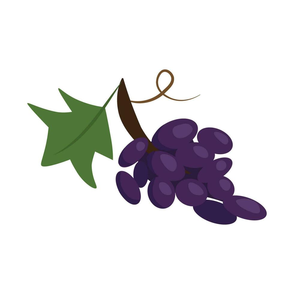 Isolated vector illustration of purple grapes on white background
