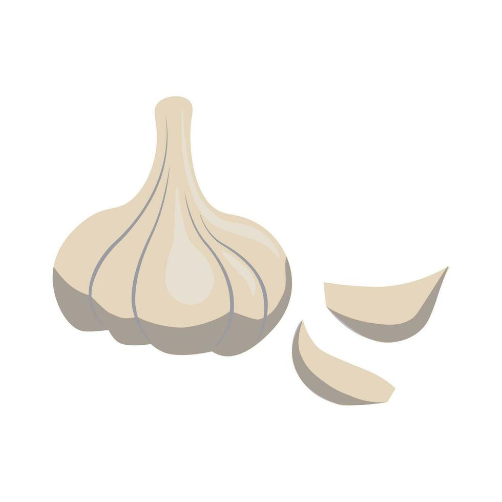 Isolated vector illustration of garlic on white background