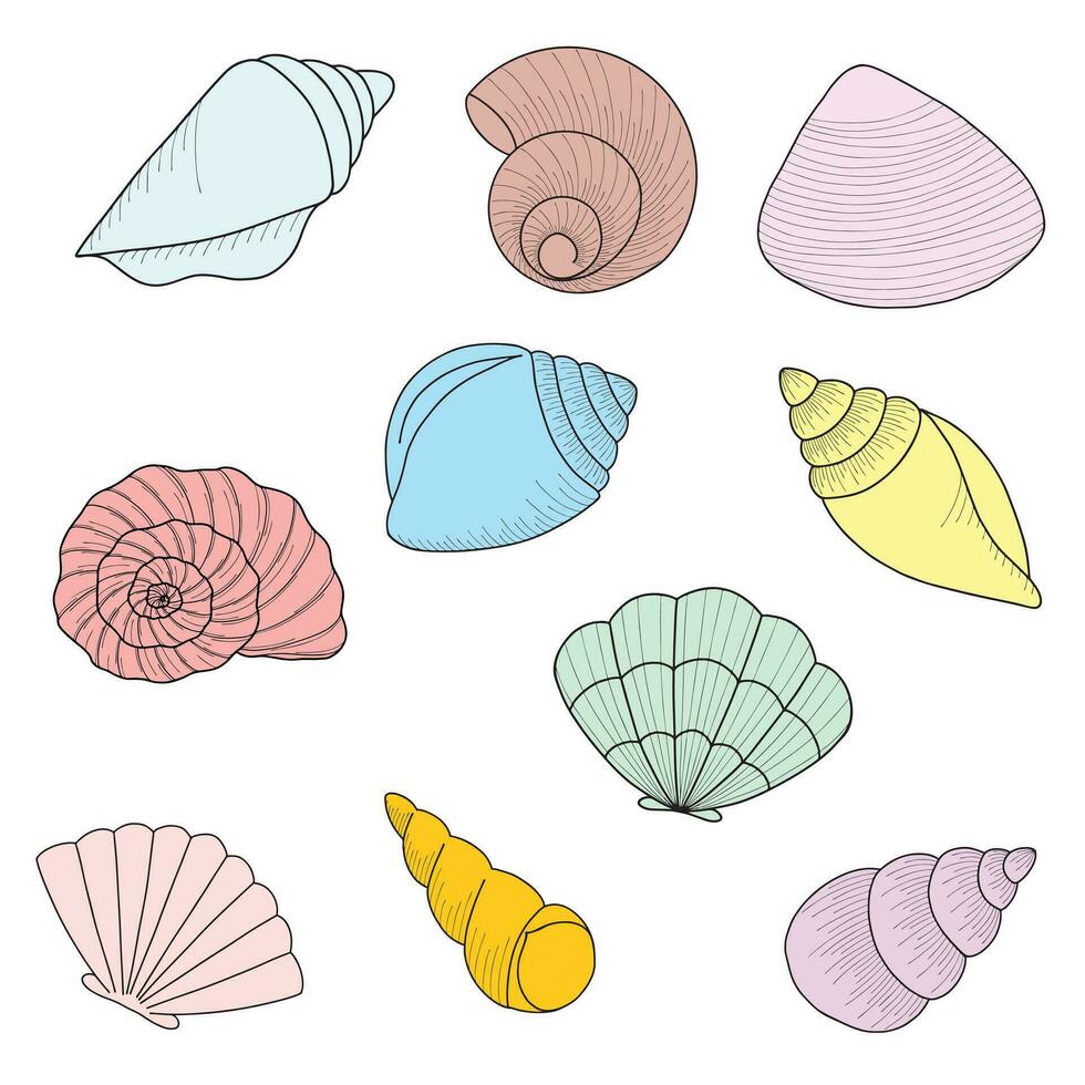 Set of different sea shells isolated on white background. Hand drawn colorful vector illustration. Flat cartoon style. Summer vacation collection, tropical beach shells